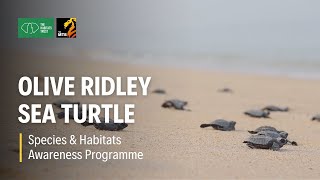 Olive Ridley Sea Turtle - Species & Habitats Awareness Programme