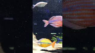 closeup of the big boys in the 330 #fish #aquarium #rainbowfish #rarefish #monaco #badbunny