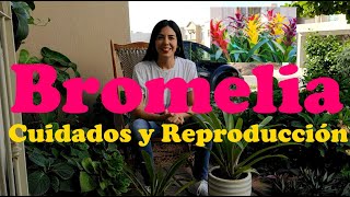 Bromelia: Cuidados y Reproducción