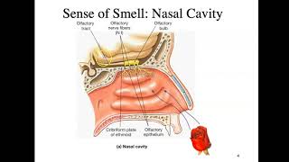 Bio4_Module 10_Ch17_Senses 1