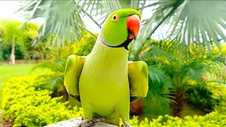 Beautiful Talking Parrot Video