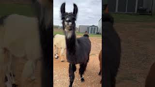 Have you ever been confronted by llamas?  #shorts #shortvideo #fyp #funny #llama #cute #short #viral