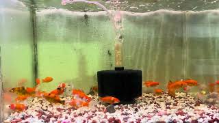 Gold Fish | Comet Fish | Aquarium Fish