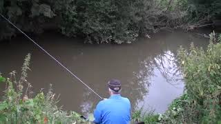 River Eden Tench #tenchfishing