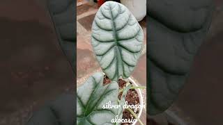 Amazing Silver Dragon Alocasia