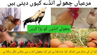 Murgi Chota Anda Q Deti Ha | Why HenLaying Small Egg| how to increase egg size|| DR.M.ASIF