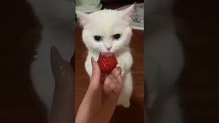 cat eating strawberry