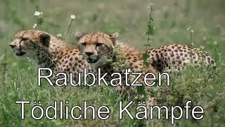 ✸ Raubkatze vs Raubkatze Tödliche Kämpfe Tiger Panther Löwe Jaguar Angriffe