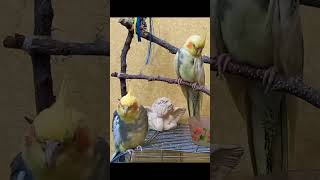 Funny cockatiel male calling female