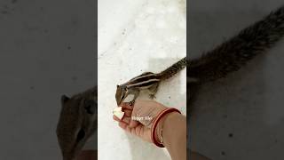 Squirrel Feeding 🐿️ | #shorts #animals