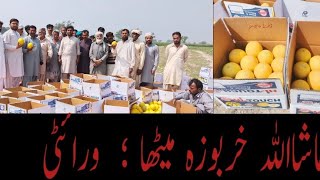 Pakistan Hybrid Melon Variety Taste|More Sweet in Taste|Diamond|Attractive color|@imranhameedjoyia