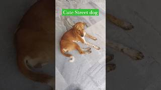 Cute street Dog| #youtubeshorts #shorts #shortvideo