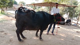 Top class ki kundhi buffalo 🦬🦬