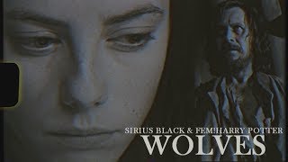 wolves ; fem!harry & sirius black