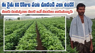 Chilli Farming with oils  మిరపలో  నూనె మందులు వాడి అధిక దిగుబడి సాధిస్తున్న రైతులు.  #నిఖిత #ఆయిల్స్