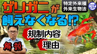 ザリガニが飼えなくなる！？規制対象と内容・理由を解説します【特定外来種】