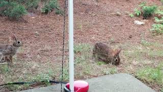 Breakfast with Bunnies