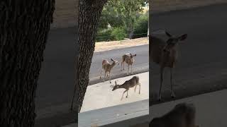 Evening of June 15th 2023, out feeding the deer in the area!