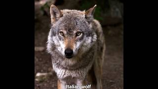 Italian wolf hunt p4 #hunting #animals #wolf