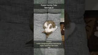 Arti Gaya Tidur Kucing - 1 #shorts