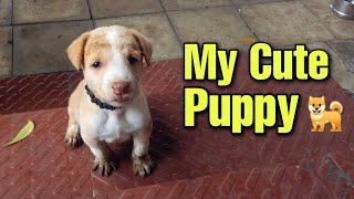 MY CUTE PUPPY (Sheru) 🐕 | DOG vs MONKEYS | SUMIT GAMING