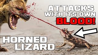 The BLOOD Blaster - Horned Lizard - Animal a Day