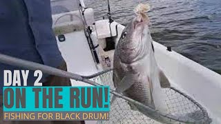 DAY TWO OF THE BLACK DRUM RUN! Saltwater Fishing the Intercoastal Waterway