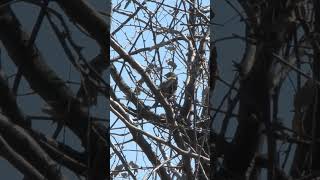 Просянка поёт в степи. (Emberiza calandra).