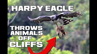 The Goat CHUCKER - Harpy Eagle - Animal a Day