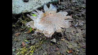 Coprinellus micaceus...