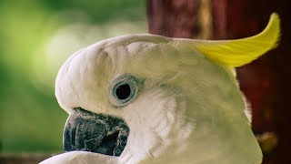 cockatoo sound - funny cockatoos Ouça o Canto do Pássaro cacatua