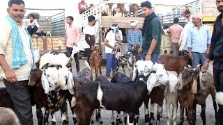 Rajasthan bakra mandi tonk goat market live updet cover with price 12 may 2022