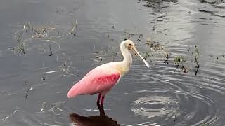 Spoonbills are so fascinating!