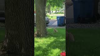 Cat watches and waits for a squirrel to come down out of the tree!