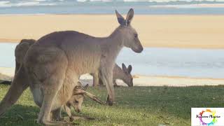 The Incredible Kangaroos #kangaroo #kangaroofacts