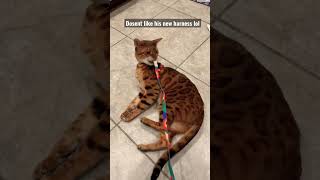 Subscribe , Magnus the Bengal cat