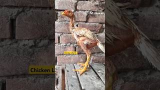 aseel brand #birds #chicken