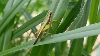 Types of Insects | some common insects | 3 classes of insects