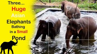 Sri Lankan 3 Huge Elephant  Enjoy Bath in a Small Tank | Asian Elephants