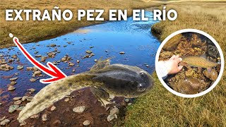 En este RÍO hay mas SAPOS 🐸 que TRUCHAS, pesca de truchas en los andes.