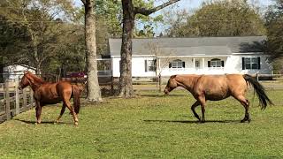 Herding or Maintaining Space?