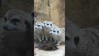 Meerkats