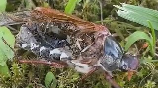 ZOMBIE BUG🦗 CONTROLLED BY PARASITE AFTER DEATH | 👍ANIMALS