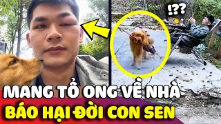 Kiếp nạn của con Sen khi nuôi nhầm 'GOLDEN BÁO THỦ' và cái kết không thể nào đau đớn hơn 😂 | Gâu Đần