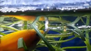 Honey gourami fry