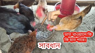 ভাত খাওয়ালে কি কি খতি হতে পারে। দেশি মুরগি পালন পদ্ধতি।#poultry #poultaryfarm #poultryfarming