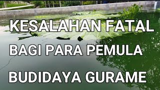 KESALAHAN FATAL DALAM BUDIDAYA IKAN GURAME PARA PEMULA - KESALAHAN FATAL DALAM BUDIDAYA IKAN GURAME