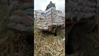 #The car goes to collect corn