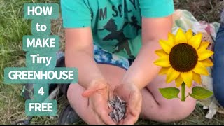 HOW to MAKE a TINY GREENHOUSE 4 FREE #midwestmeanderings #homesteadingwithholly #upcycle #free