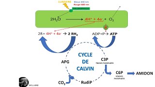 La photosynthèse dans le chloroplaste